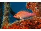 Coral Hawkfish - Hawkfish - Halcón<br>(<i>Cirrhitichthys oxycephalus</i>)