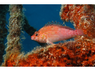 Coral Hawkfish - Hawkfish - Halcón (<i>Cirrhitichthys oxycephalus</i>)