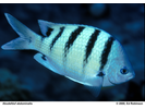 Hawaiian Sergeant - Damselfish<br>(<i>Abudefduf abdominalis</i>)