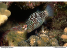 Hawaiian Whitespotted Toby - Pufferfish<br>(<i>Canthigaster jactator</i>)