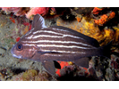 Highhat - Drum<br>(<i>Pareques acuminatus / Pareques lineatus</i>)