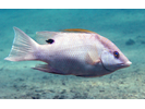 Hogfish - Wrasse (<i>Lachnolaimus maximus</i>)