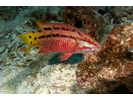 Mexican Hogfish - Wrasse - Señorita<br>(<i>Bodianus diplotaenia</i>)