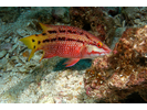 Mexican Hogfish - Wrasse - Señorita (<i>Bodianus diplotaenia</i>)