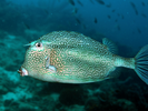Honeycomb Cowfish - Boxfish<br>(<i>Acanthostracion polygonius</i>)