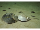 Atlantic Horseshoe Crab - Arthropods<br>(<i>Limulus polyphemus</i>)