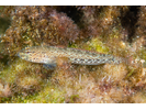 Incognito Goby - Goby<br>(<i>Gobius incognitus</i>)