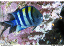 Indo-Pacific Sergeant - Damselfish<br>(<i>Abudefduf vaigiensis</i>)