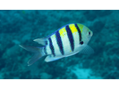 Indo-Pacific Sergeant - Damselfish<br>(<i>Abudefduf vaigiensis</i>)