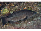 Island Grouper - Seabass<br>(<i>Mycteroperca fusca</i>)