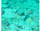 Bluespotted Jawfish - Jawfish - Bocón<br>(<i>Opistognathus rosenblatti</i>)