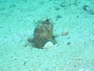 Finespotted Jawfish - Jawfish - Bocón<br>(<i>Opistognathus punctatus</i>)