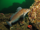 Kelp Greenling - Greenling<br>(<i>Hexagrammos decagrammus</i>)