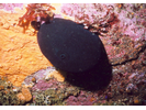 Giant Keyhole Limpet - Mollusks<br>(<i>Megathura crenulata</i>)