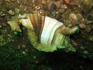 Leafy Hornmouth - Mollusks<br>(<i>Ceratostoma foliatum</i>)