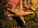 Leather Star - Echinoderms<br>(<i>Dermasterias imbricata</i>)