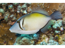 Lei Triggerfish - Triggerfish<br>(<i>Sufflamen bursa</i>)