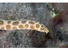 Leopard Eel - Snake Eel<br>(<i>Myrichthys pardalis</i>)