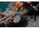 Leopard Toadfish - Toadfish<br>(<i>Opsanus pardus</i>)