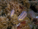 Light-bulb Tunicate - Urochordates<br>(<i>Clavelina huntsmani</i>)