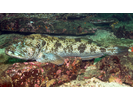 Lingcod - Greenling<br>(<i>Ophiodon elongatus</i>)