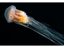 Lion's Mane Jelly - Cnidarians<br>(<i>Cyanea capillata</i>)