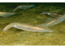 Longfin Inshore Squid - Mollusks<br>(<i>Loligo pealeii</i>)