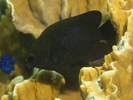 Longfin Damselfish - Damselfish<br>(<i>Stegastes diencaeus</i>)