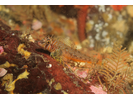 Longfin Sculpin - Sculpin<br>(<i>Jordania zonope</i>)