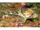 Longhorn Sculpin - Sculpin<br>(<i>Myoxocephalus octodecemspinosus</i>)