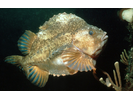 Lumpfish - Lumpfish & Snailfish<br>(<i>Cyclopterus lumpus</i>)