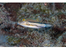 Macaronesian Sharpnose-puffer - Puffer<br>(<i>Canthigaster capistrata</i>)