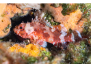 Madeira Rockfish - Scorpionfish and Lionfish<br>(<i>Scorpaena maderensis</i>)