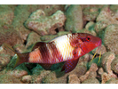 Manybar Goatfish - Goatfish<br>(<i>Parupeneus multifasciatus</i>)