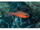 Mediterranean Cardinalfish - Cardinalfish<br>(<i>Apogon imberbis</i>)
