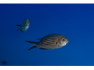 Mediterranean Chromis (aka Damselfish) - Damselfish<br>(<i>Chromis chromis</i>)