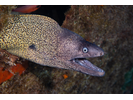 Mediterranean Moray - Moray<br>(<i>Muraena helena</i>)