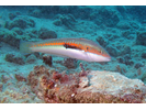 Mediterranean Rainbow Wrasse - Wrasse<br>(<i>Coris julis</i>)