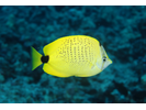 Milletseed Butterflyfish - Butterflyfish<br>(<i>Chaetodon miliaris</i>)