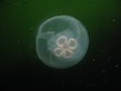 Moon Jelly - Cnidarians<br>(<i>Aurelia aurita</i>)