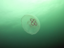 Moon Jelly - Cnidarians<br>(<i>Aurelia labiata</i>)