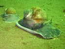 Moon Snail - Mollusks<br>(<i>Euspira heros</i>)