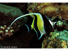 Moorish Idol - Moorish Idol<br>(<i>Zanclus cornutus</i>)