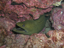 California Moray Eel - Moray<br>(<i>Gymnothorax mordax</i>)