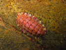 Mottled Chiton / Red Chiton - Mollusks<br>(<i>Tonicella sp.</i>)