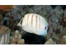 Multiband Butterflyfish - Butterflyfish<br>(<i>Chaetodon multicinctus</i>)
