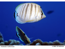 Multiband Butterflyfish - Butterflyfish<br>(<i>Chaetodon multicinctus</i>)