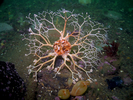 Northern Basket Star - Echinoderms<br>(<i>Gorgonocephalus arcticus</i>)