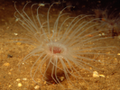 Northern Cerianthid - Cnidarians<br>(<i>Cerianthus borealis</i>)