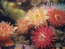 Northern Red Anemone - Cnidarians<br>(<i>Urticina felina</i>)